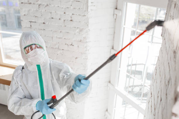 Best Environmental Consulting for Mold Prevention  in USA